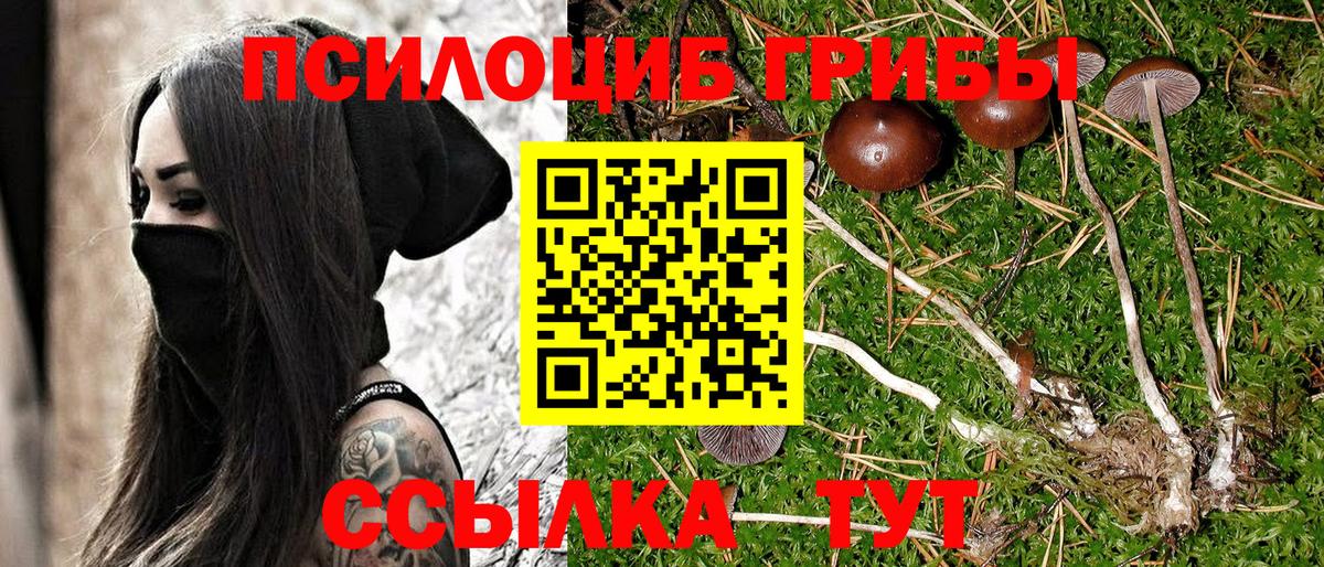Галлюциногенные грибы Psilocybe  Вход с VPN  купить закладку  Нижнекамск  Галлюциногенные грибы прущие грибы 