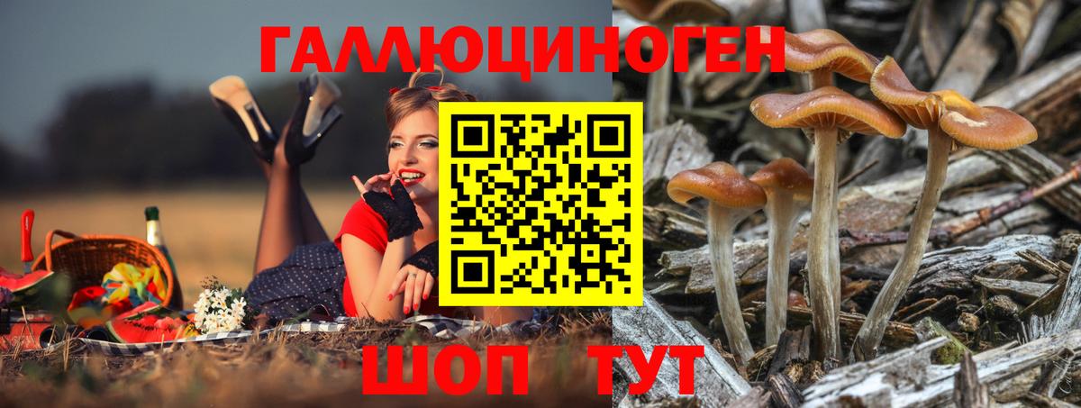 Галлюциногенные грибы Psilocybe Нижнекамск